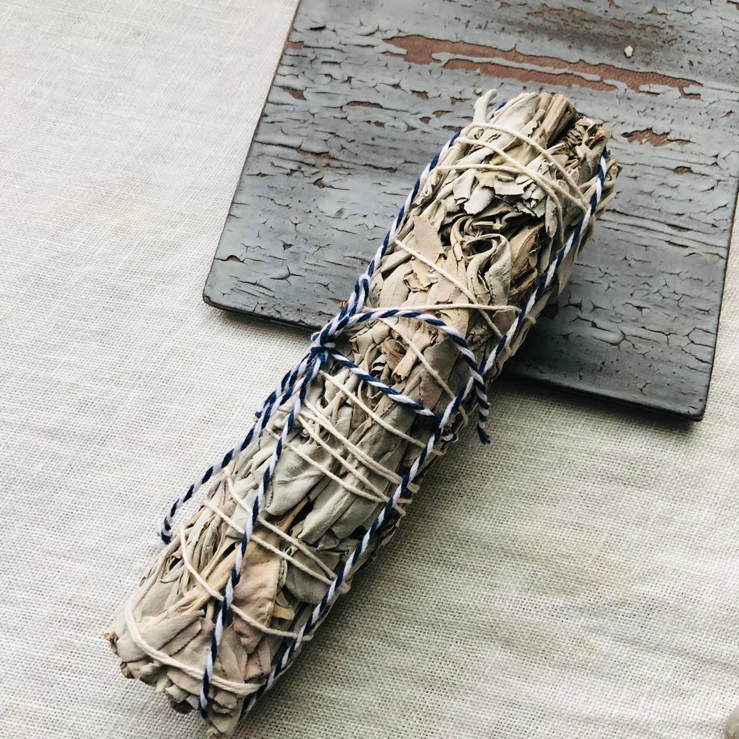 味道濃郁 純 美國加州白鼠尾草 18公分 加大款